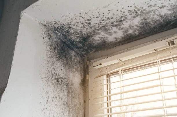Affordable Bathroom Mold Removal solutions in Harrison, MI